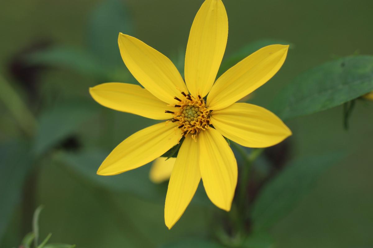 Branch covered with ice